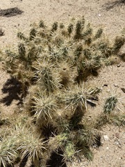 Cylindropuntia sanfelipensis