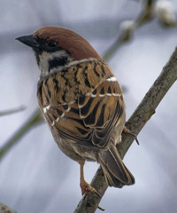 Passer montanus