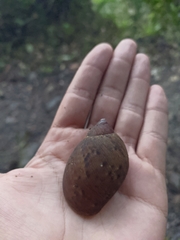 Plekocheilus coloratus