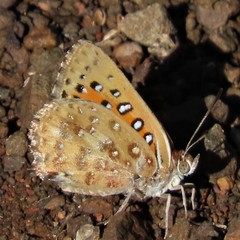 Aloeides damarensis
