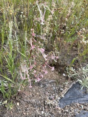 Ipomopsis aggregata collina