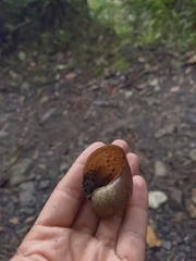 Plekocheilus coloratus