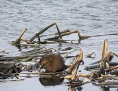 Ondatra zibethicus