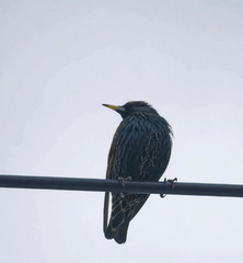 Sturnus vulgaris