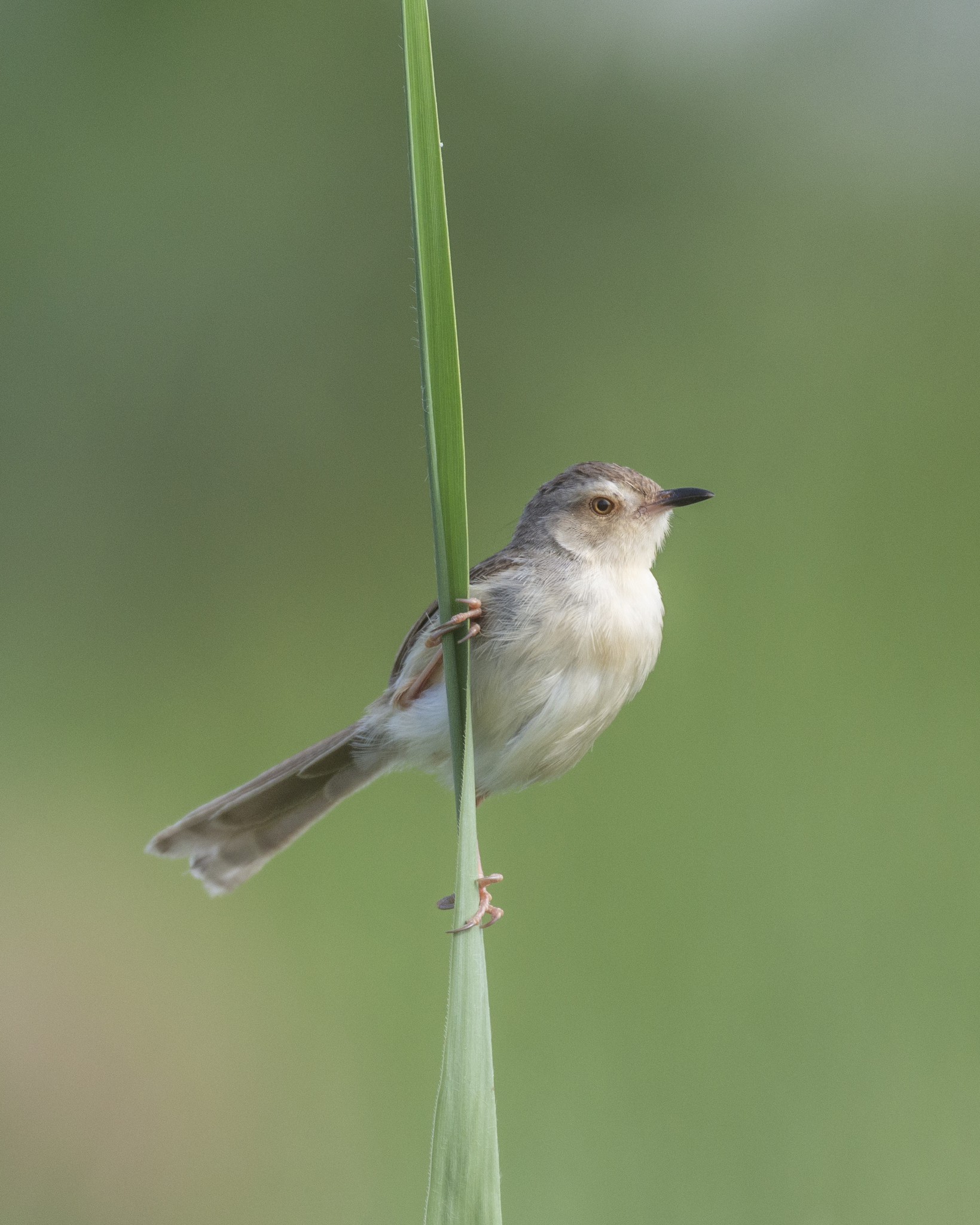 Plain Prinia (Prinia inornata)