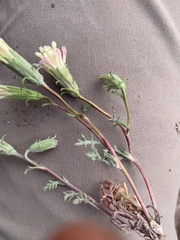 Chaenactis macrantha