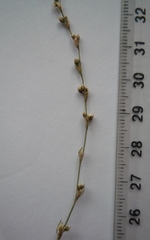 Polygonum novoascanicum