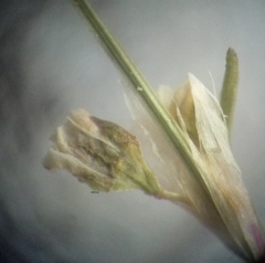 Polygonum novoascanicum