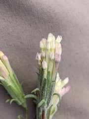 Chaenactis macrantha