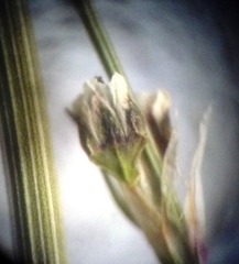 Polygonum novoascanicum