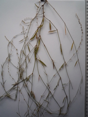 Polygonum novoascanicum