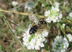 Halictus maculatus