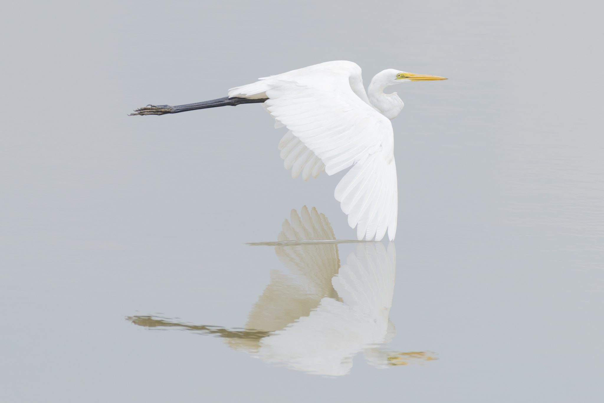Great Egret