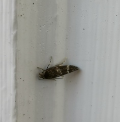 Mompha subbistrigella