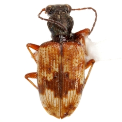 Lachnophorus elegantulus