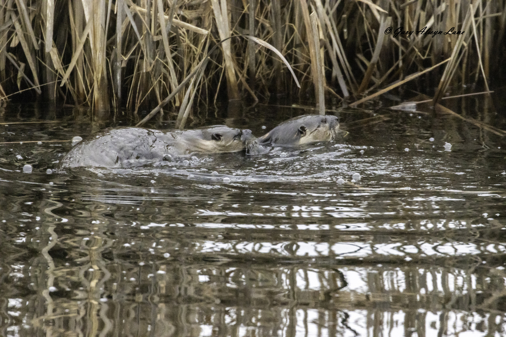 North American River Otter From Peel Ontario Canada On April 9 2022   Large 