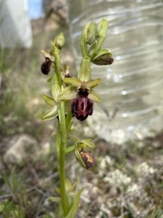 Ophrys sphegodes passionis