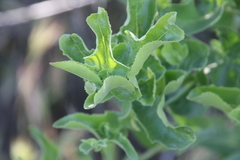 Acourtia microcephala