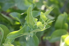 Acourtia microcephala