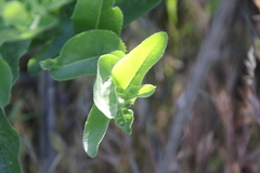 Acourtia microcephala