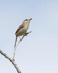 Prinia inornata