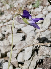 Viola × bavarica