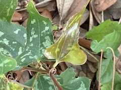 Smilax bona-nox