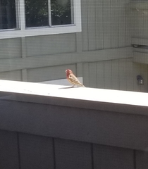 Haemorhous mexicanus