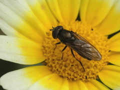 Syrphidae