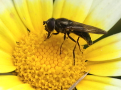 Syrphidae