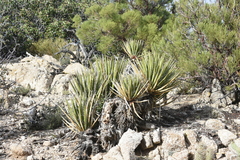 Yucca schidigera