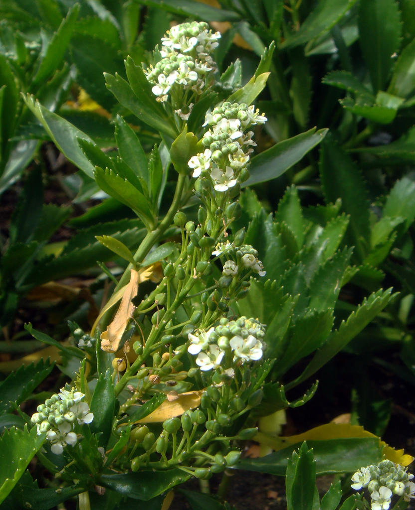 Cook's Scurvy Grass