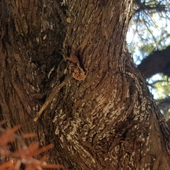 Lenzitopsis oxycedri