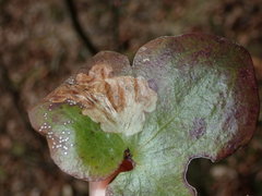 Phytomyza abdominalis