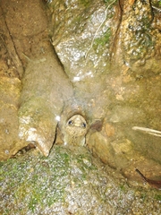 Lankanectes corrugatus