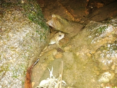 Lankanectes corrugatus