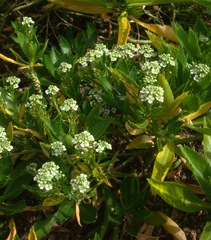 Lepidium oleraceum
