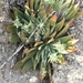 Dudleya arizonica × abramsii - Photo (c) Cristian A. D. Meling L., some rights reserved (CC BY-NC-SA), uploaded by Cristian A. D. Meling L.