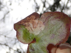 Phytomyza abdominalis