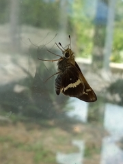 Atalopedes mesogramma