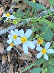 Bidens alba
