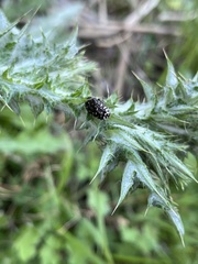 Oxythyrea funesta
