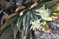 Dudleya abramsii × arizonica