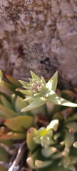 Dudleya abramsii × arizonica