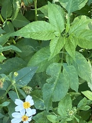 Bidens alba