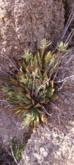 Dudleya abramsii × arizonica