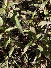 Persicaria punctata
