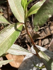 Persicaria punctata