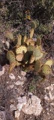 Opuntia chlorotica