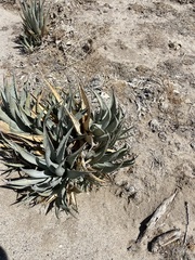 Agave deserti